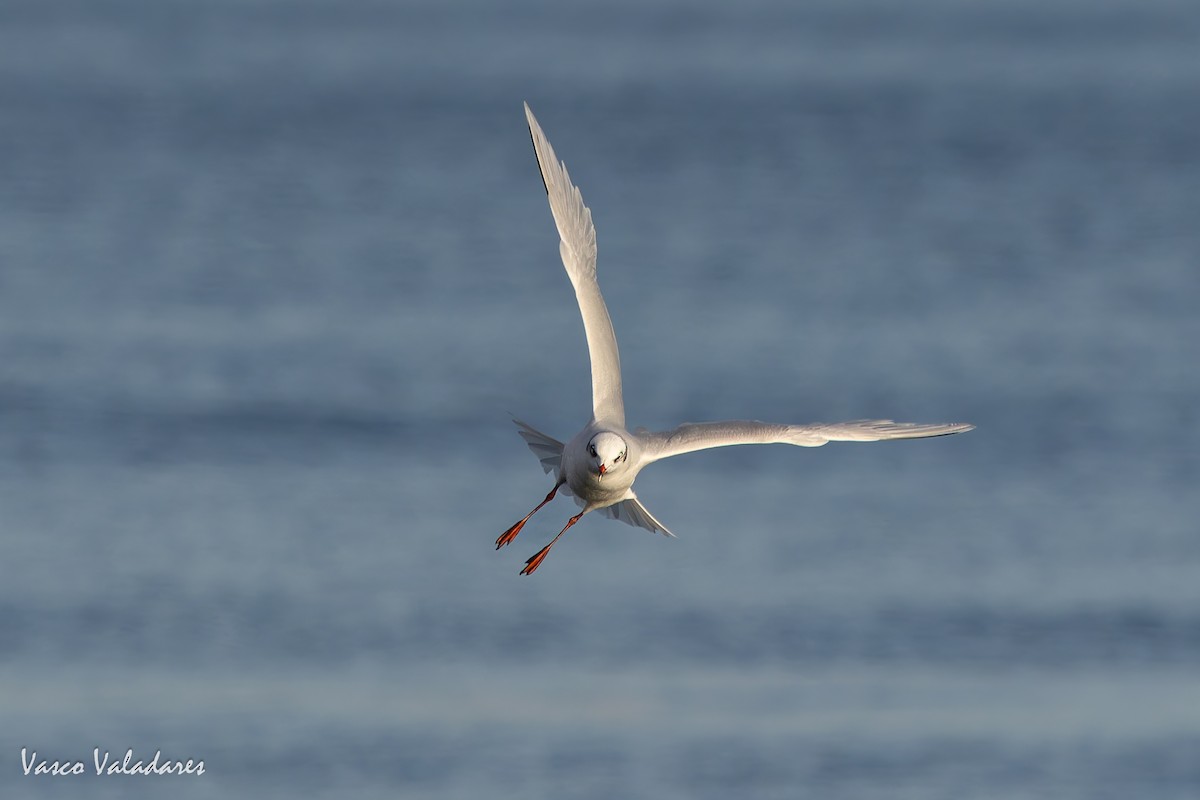 Mediterranean Gull - ML645773234