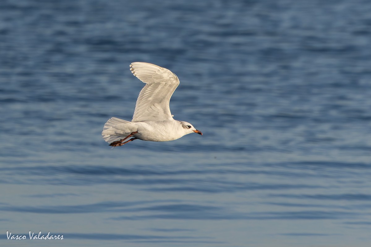 Mediterranean Gull - ML645773235