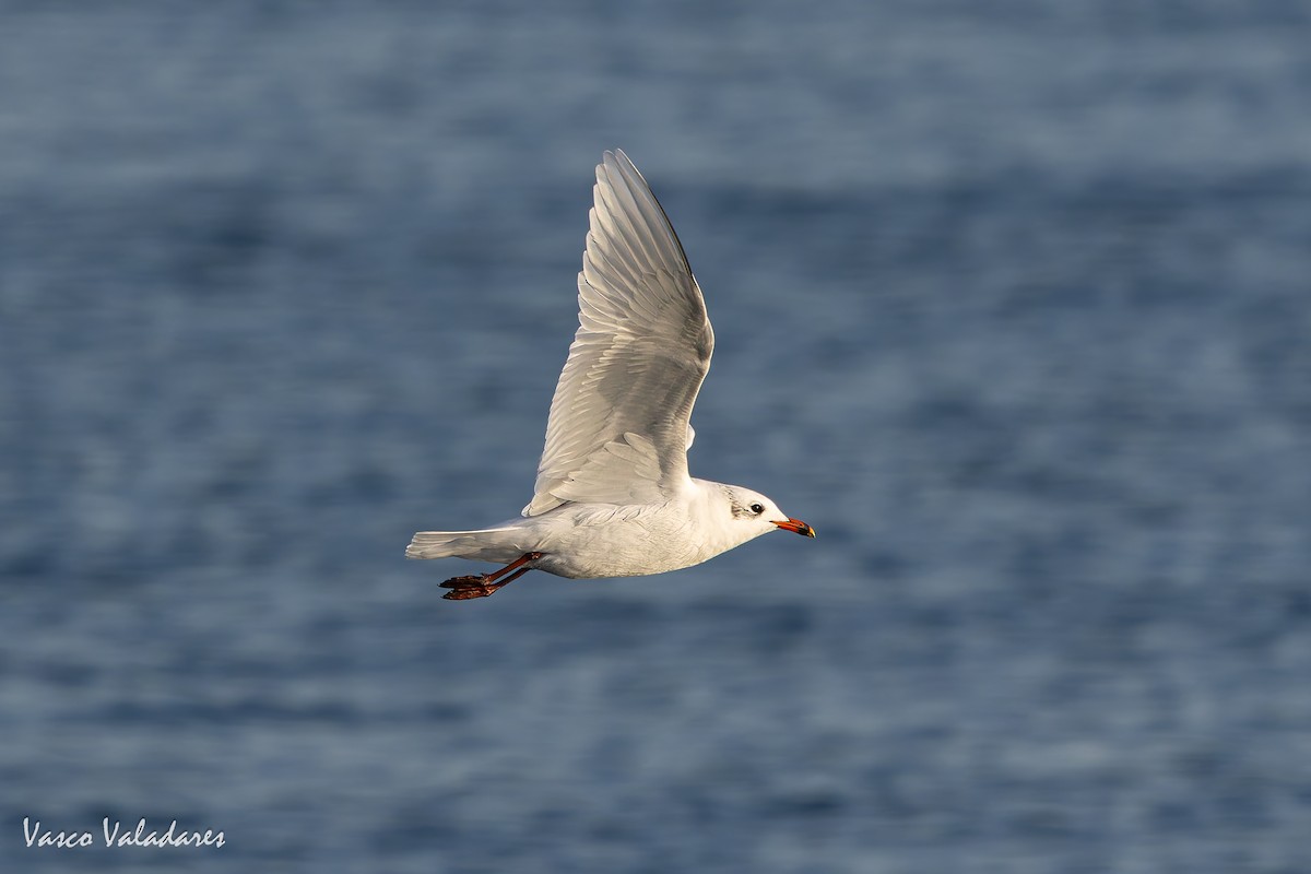 Mediterranean Gull - ML645773237