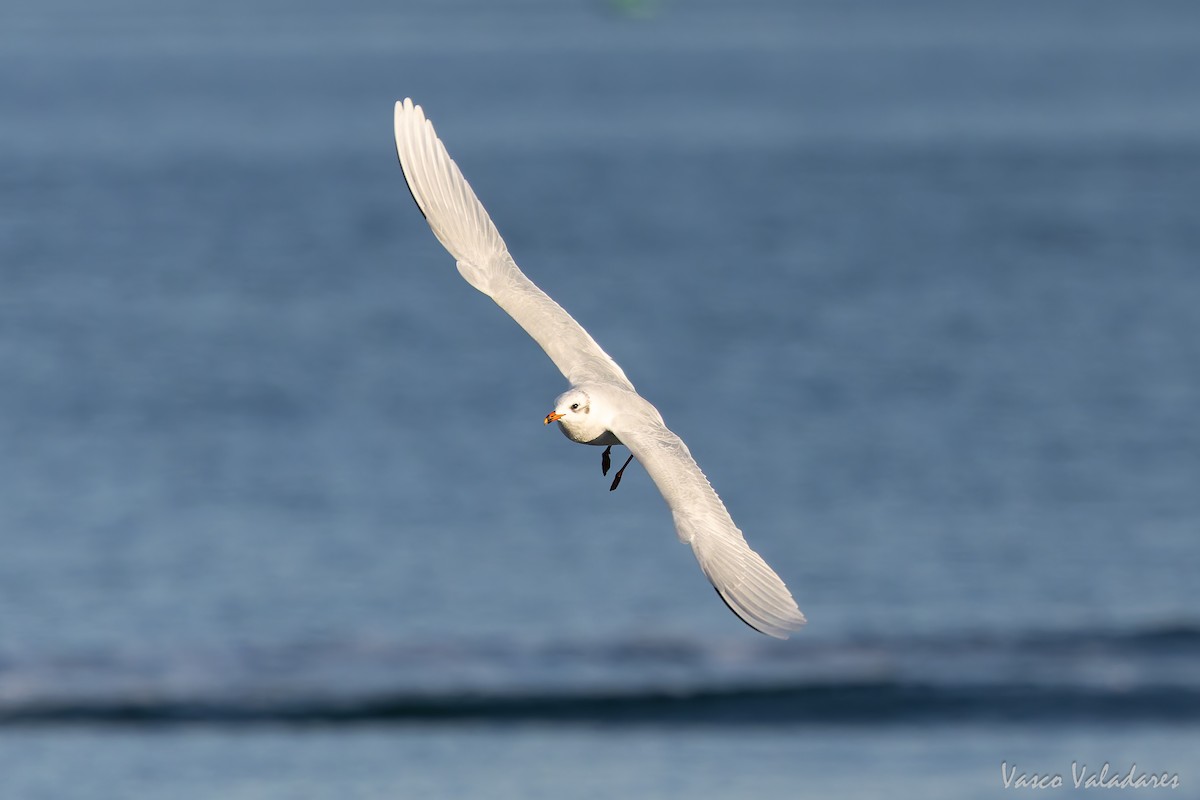 Mediterranean Gull - ML645773238