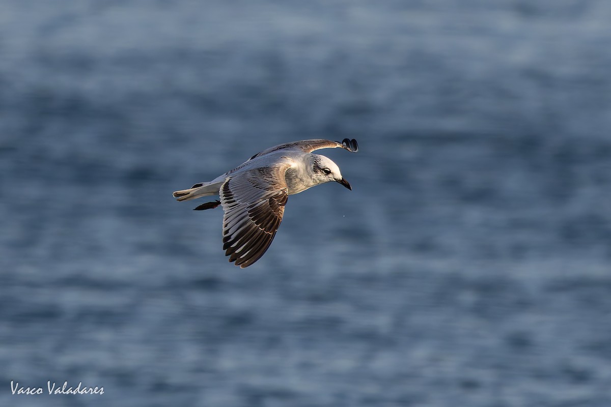 Mediterranean Gull - ML645773239