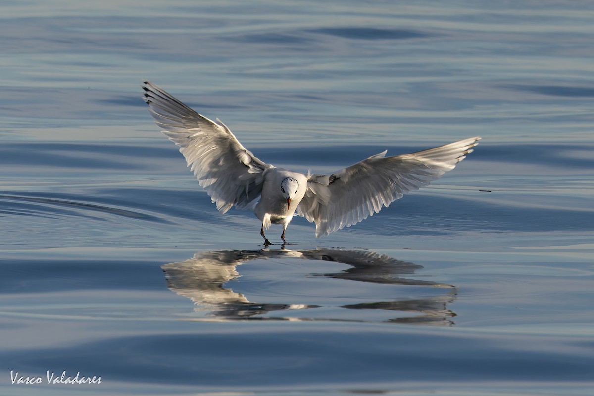 Mediterranean Gull - ML645773240