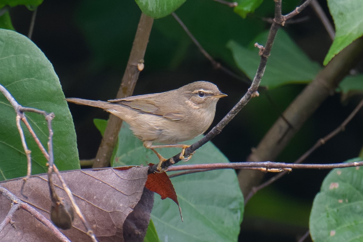 עלווית כהה - ML645773242