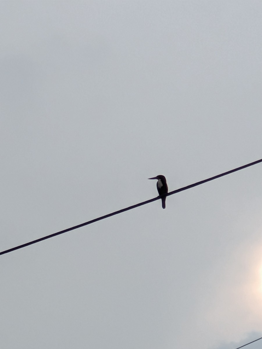 アオショウビン - ML645773243