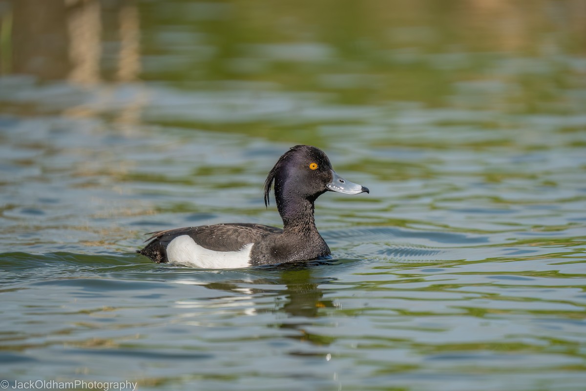 キンクロハジロ - ML645773248