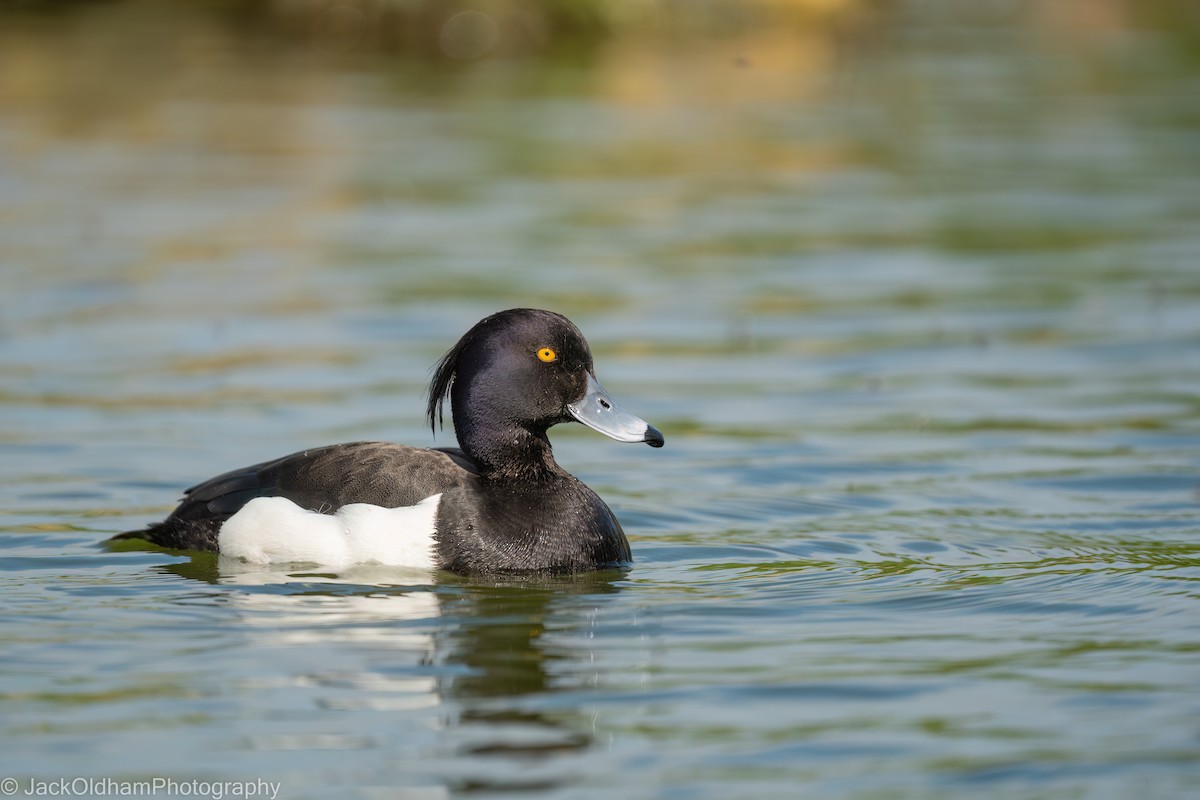 キンクロハジロ - ML645773249