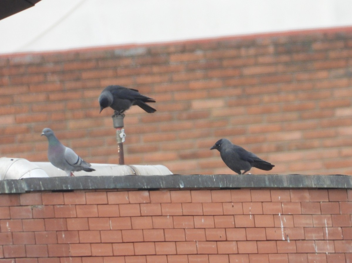 ニシコクマルガラス - ML645773250