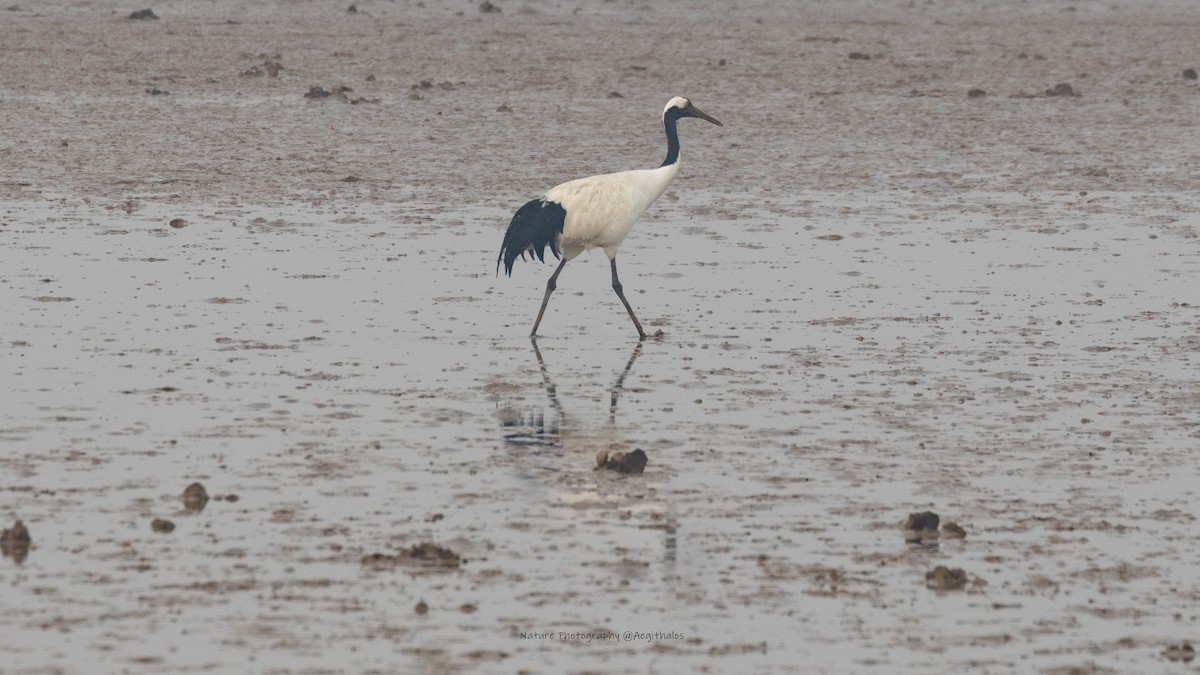 タンチョウ - ML645773251