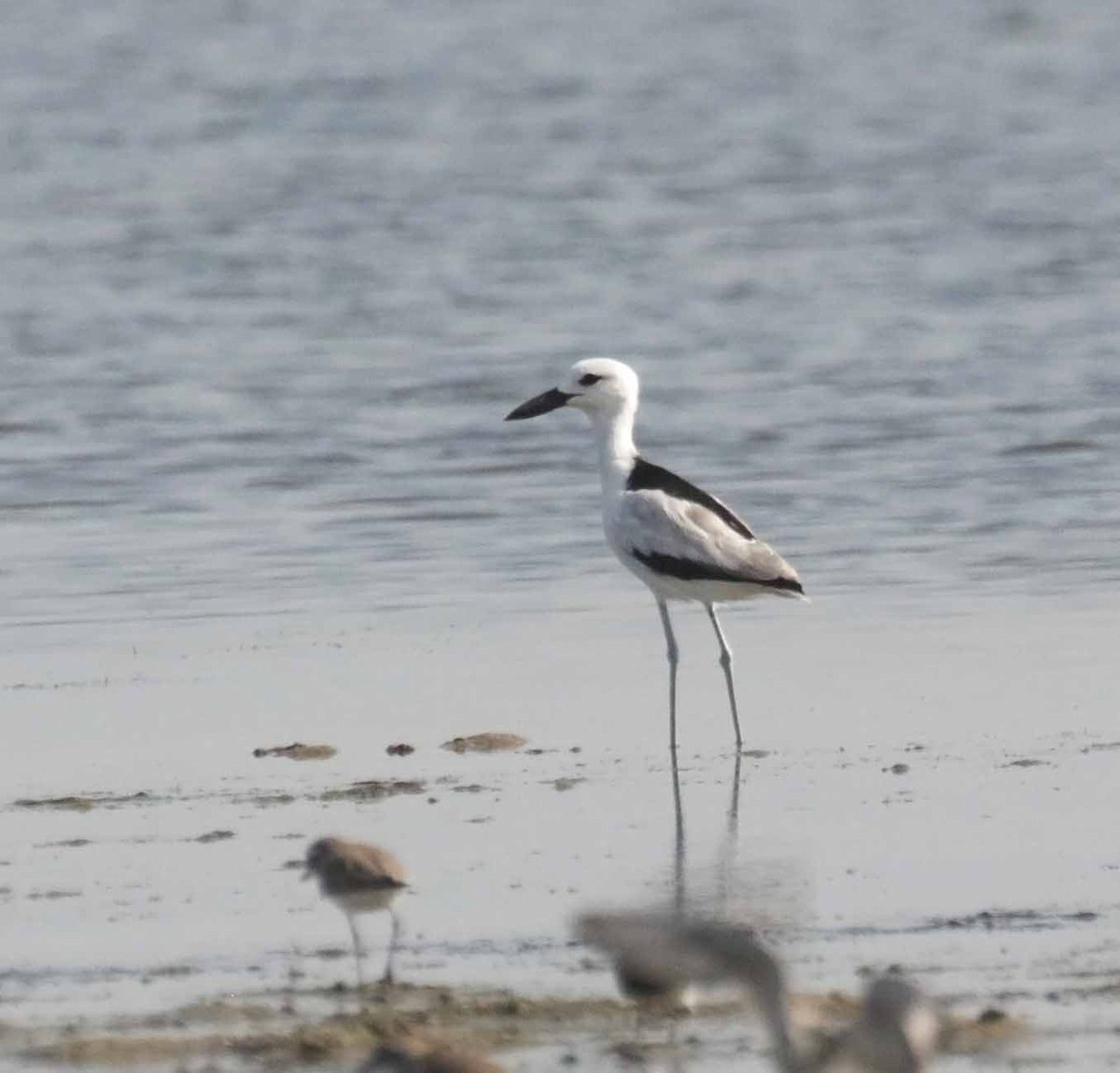 カニチドリ - ML645773252