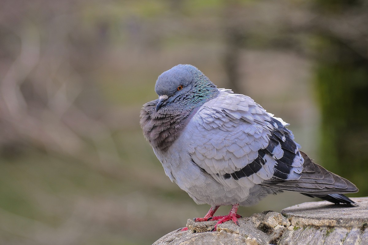 カワラバト - ML645773255