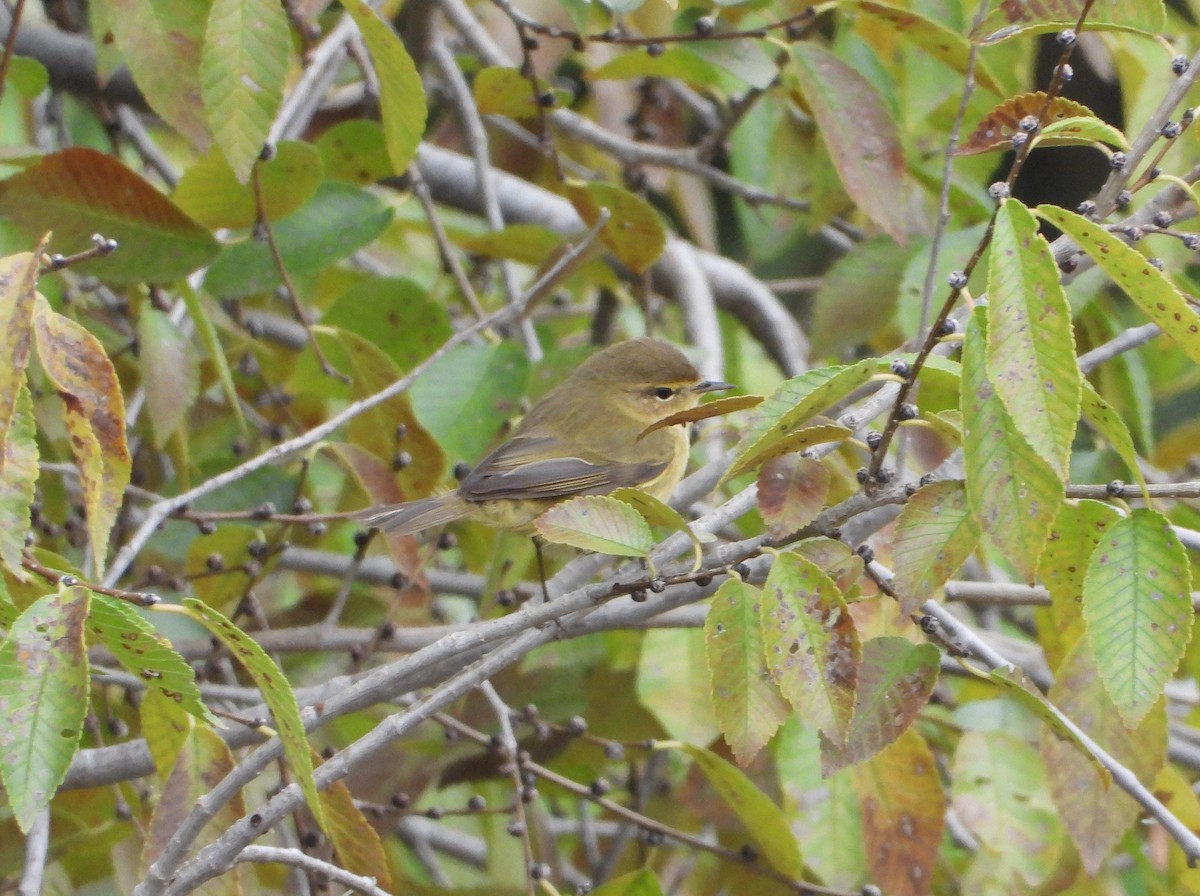 チフチャフ - ML645773258