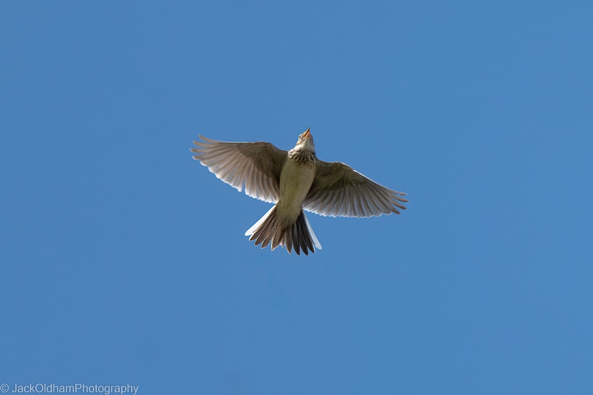 ヒバリ - ML645773259