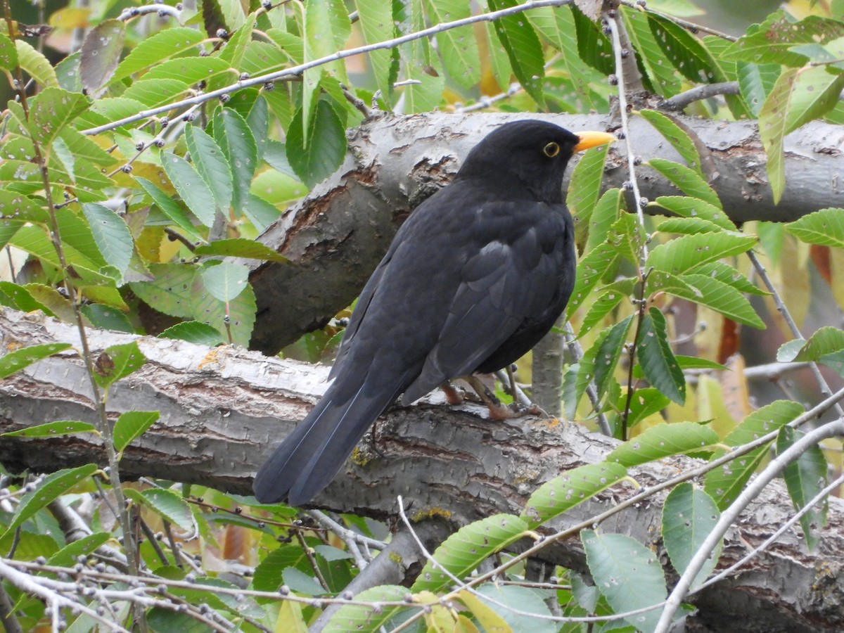 ニシクロウタドリ - ML645773260