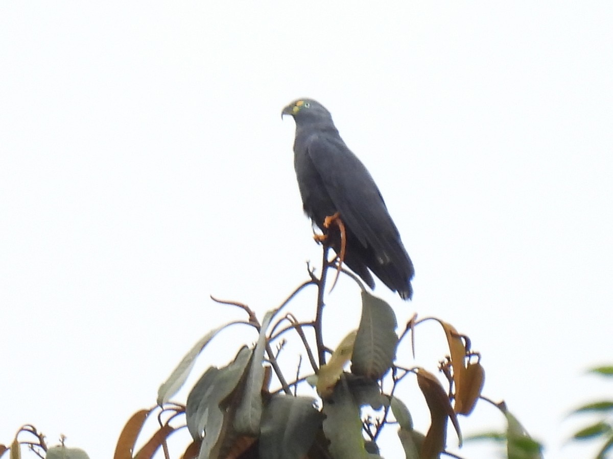 カギハシトビ - ML645773265