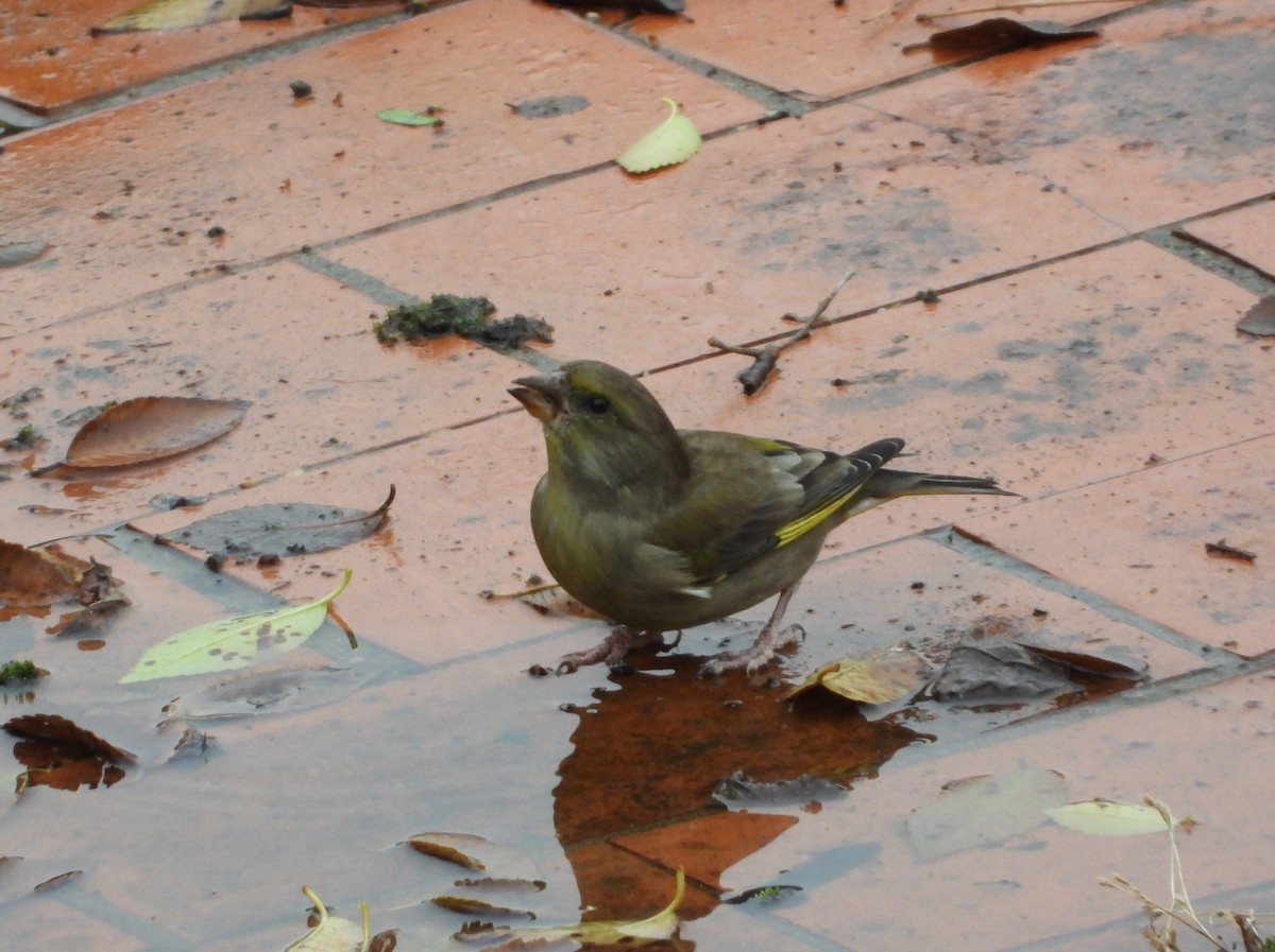 アオカワラヒワ - ML645773266