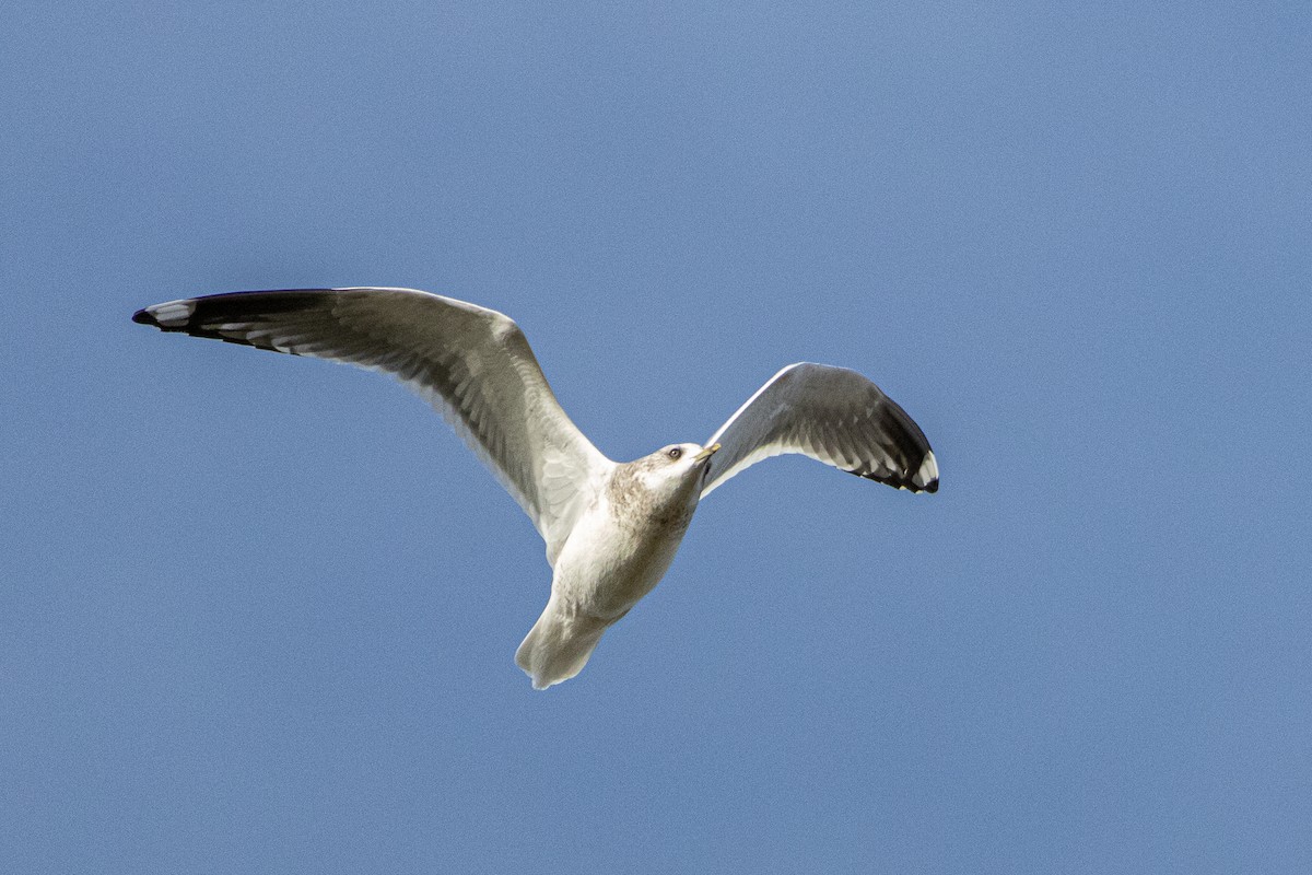 コカモメ - ML645773267