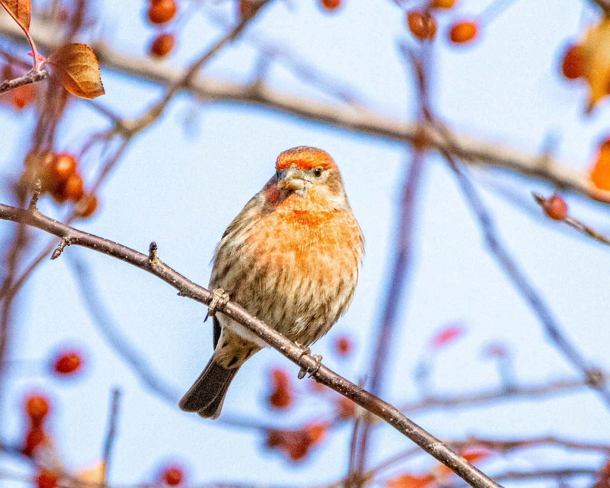 メキシコマシコ - ML645773269