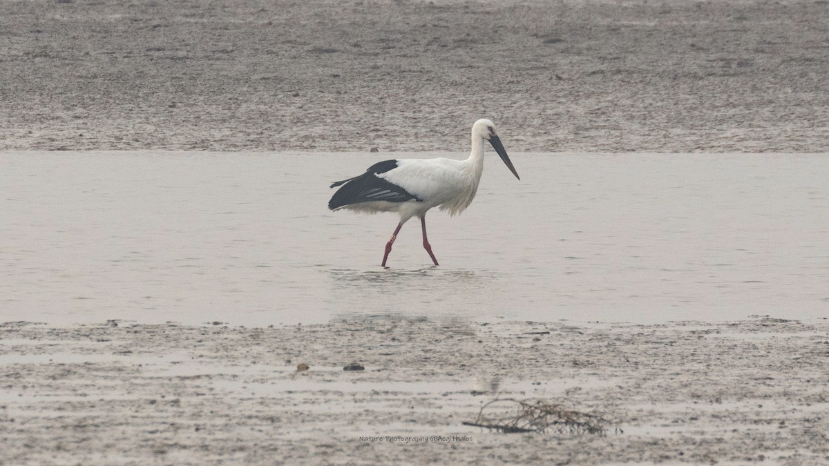 コウノトリ - ML645773272