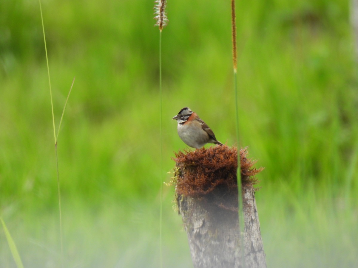 アカエリシトド - ML645773275