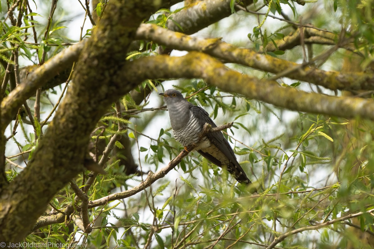 カッコウ - ML645773278