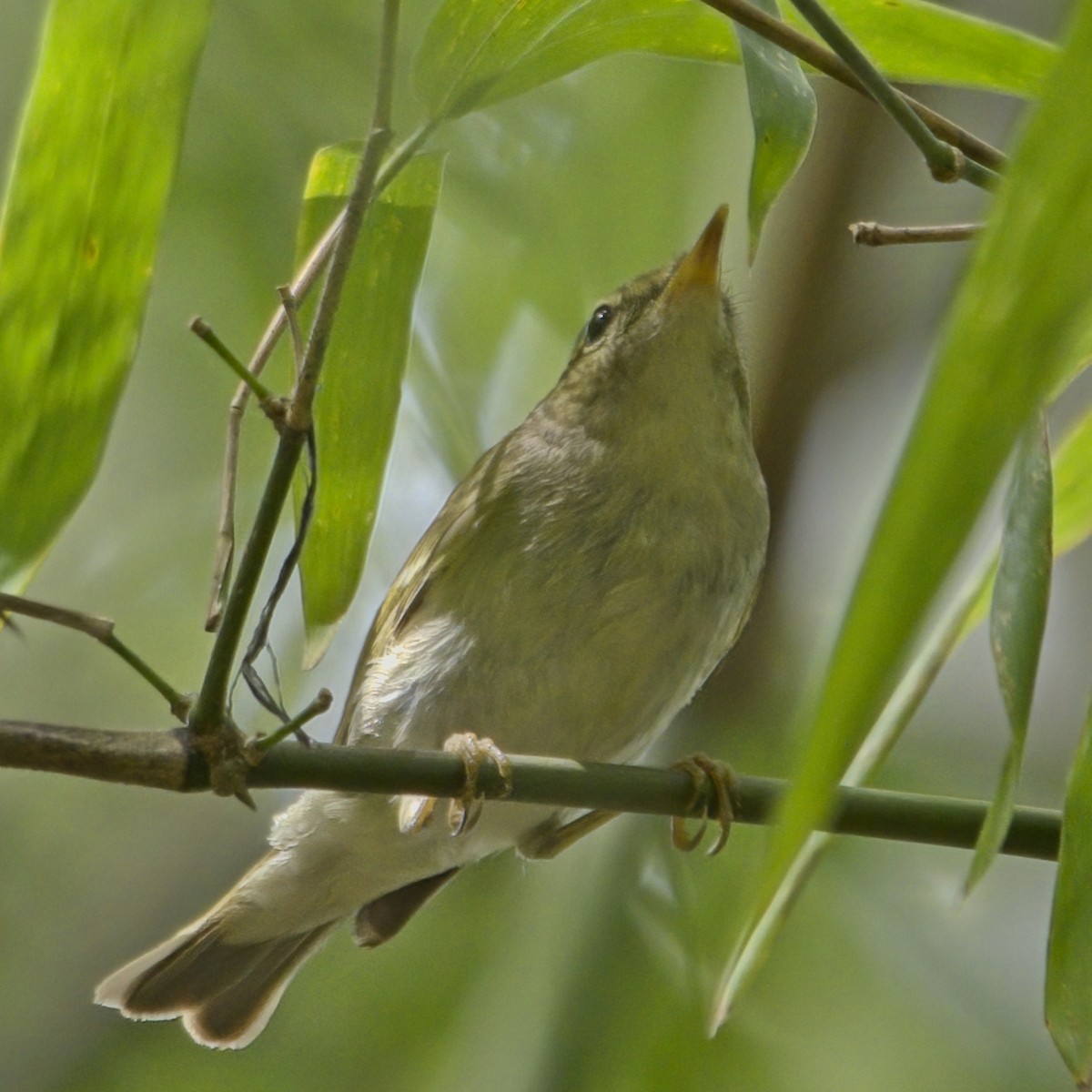 コムシクイ - ML645773280