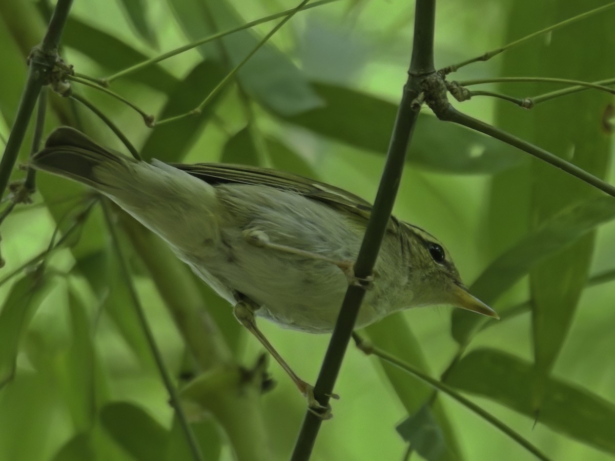 コムシクイ - ML645773281