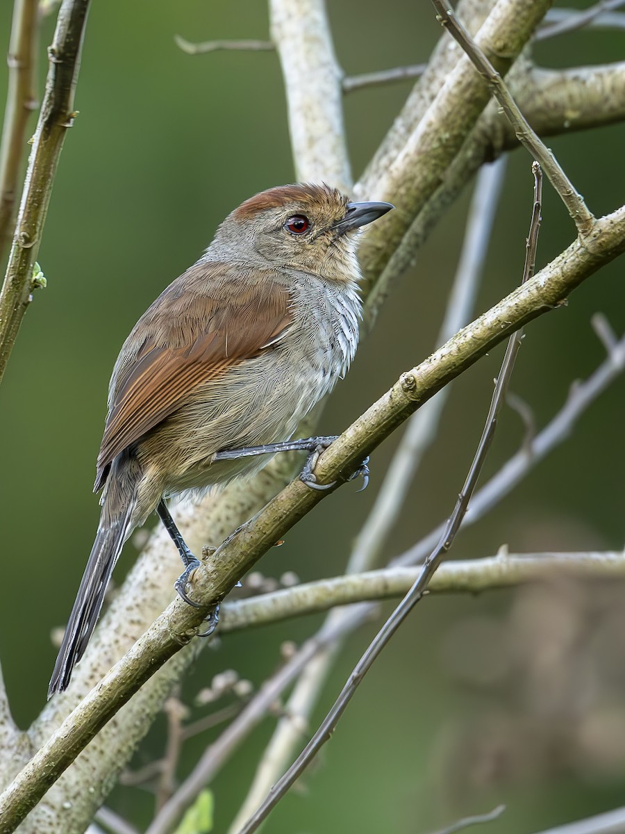 ズアカアリモズ - ML645773288