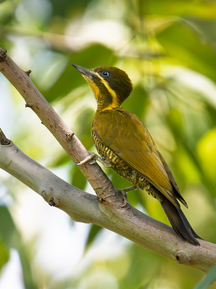 モリゲラ - ML645773289