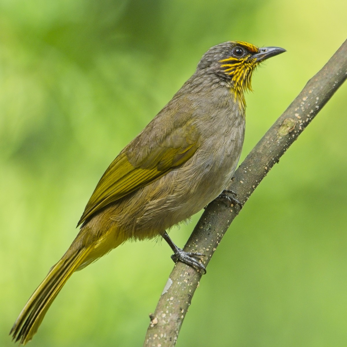 Stripe-throated Bulbul - ML645773290