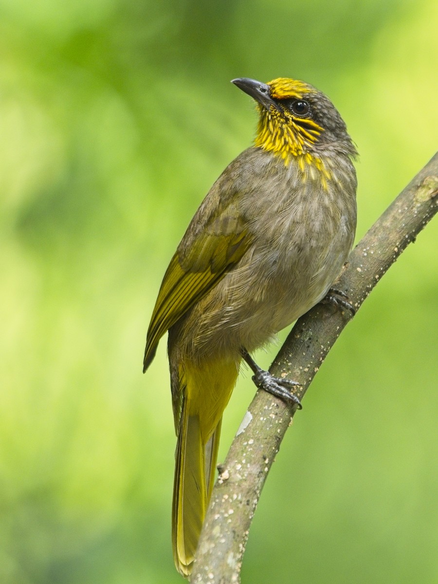 Stripe-throated Bulbul - ML645773291