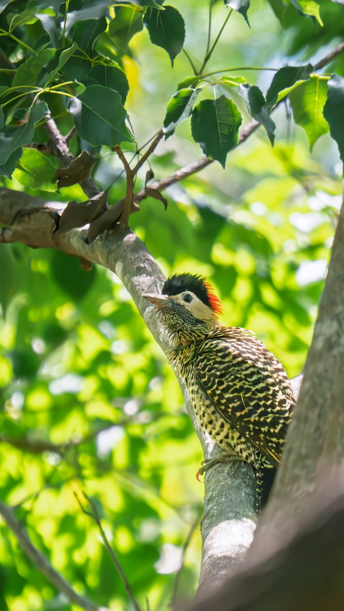 Green-barred Woodpecker - ML645773298