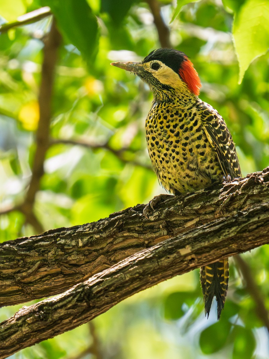 Green-barred Woodpecker - ML645773299