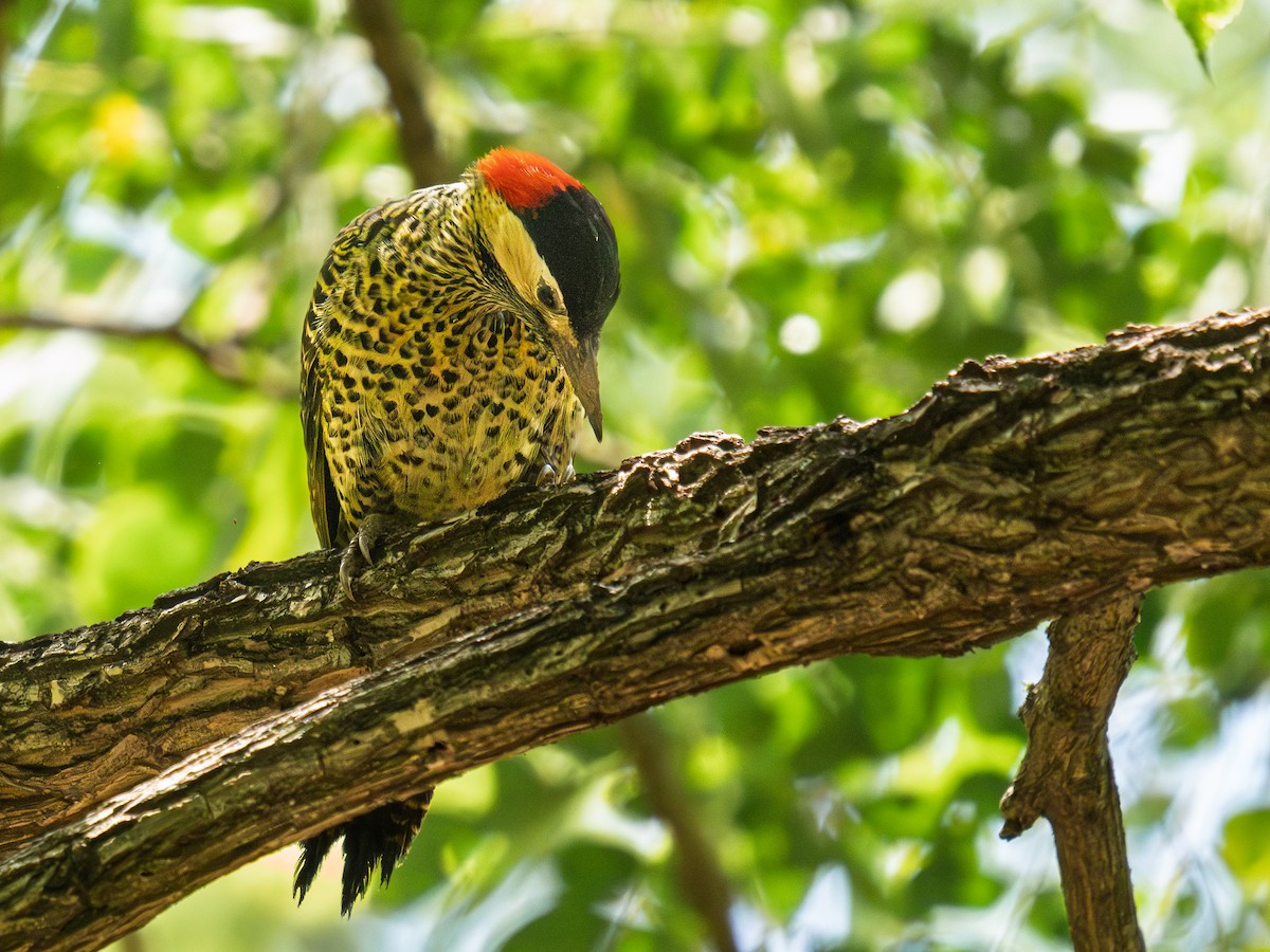 Green-barred Woodpecker - ML645773300