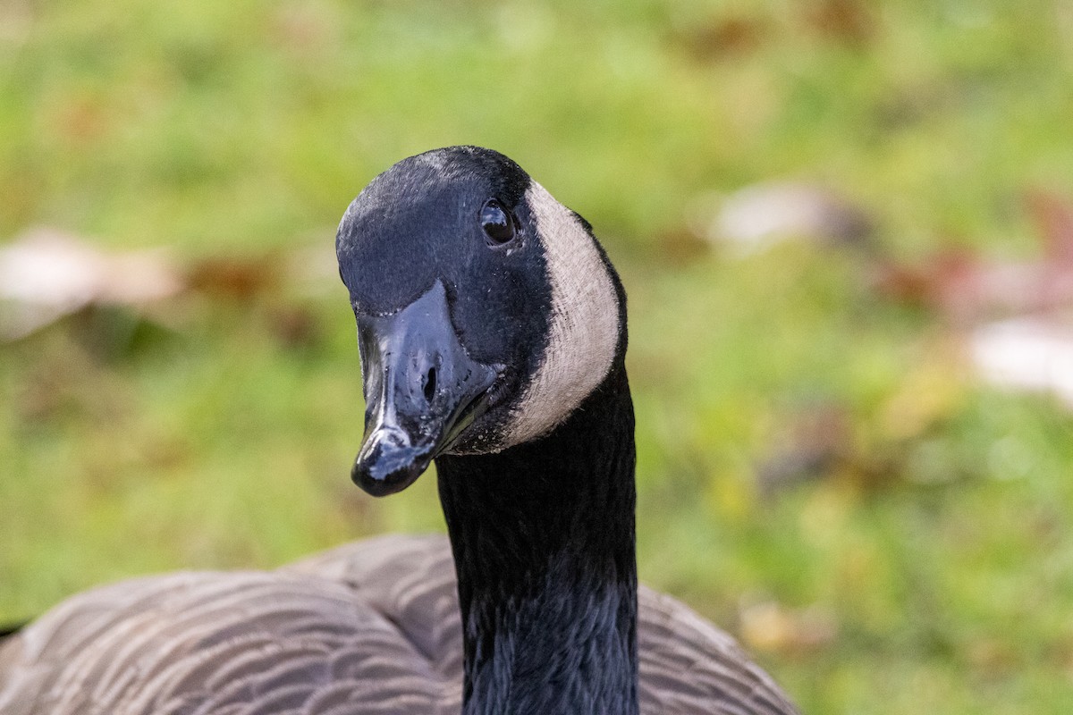 Barnacla Canadiense Grande - ML645773306