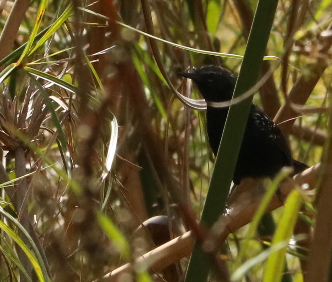 Marsh Antwren - ML645773321