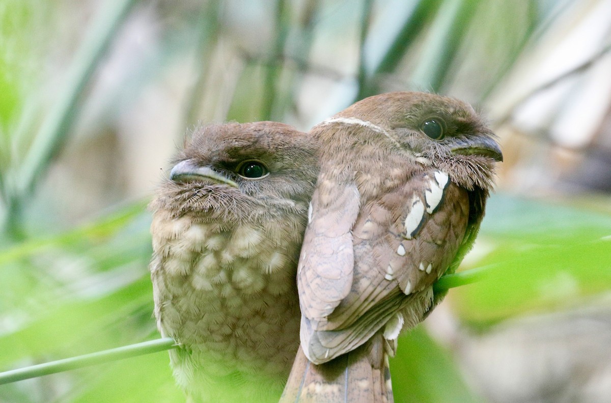 Gould's Frogmouth - ML645773331