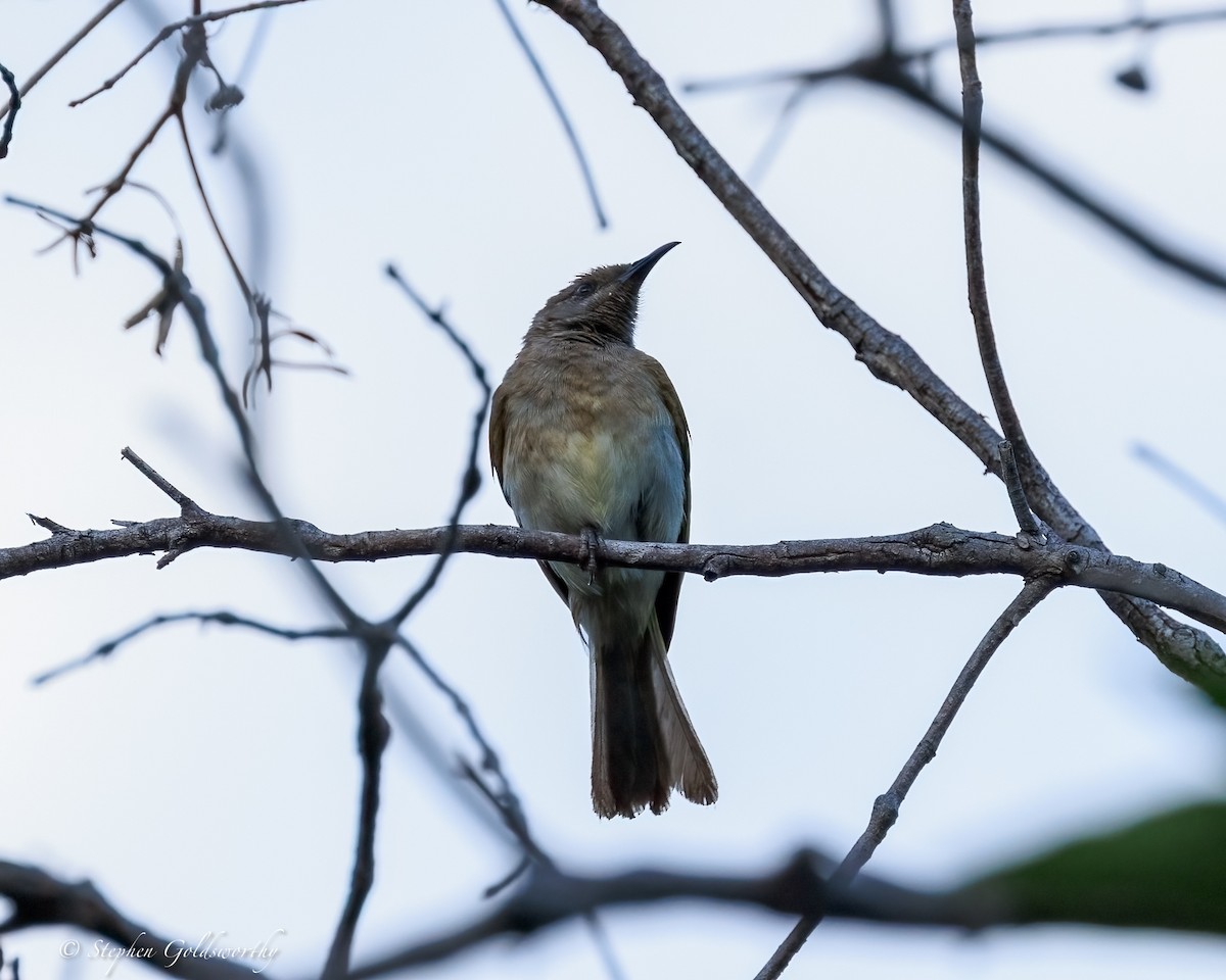 Brown Honeyeater - ML645773332