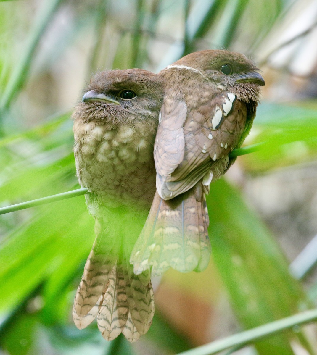 Gould's Frogmouth - ML645773334