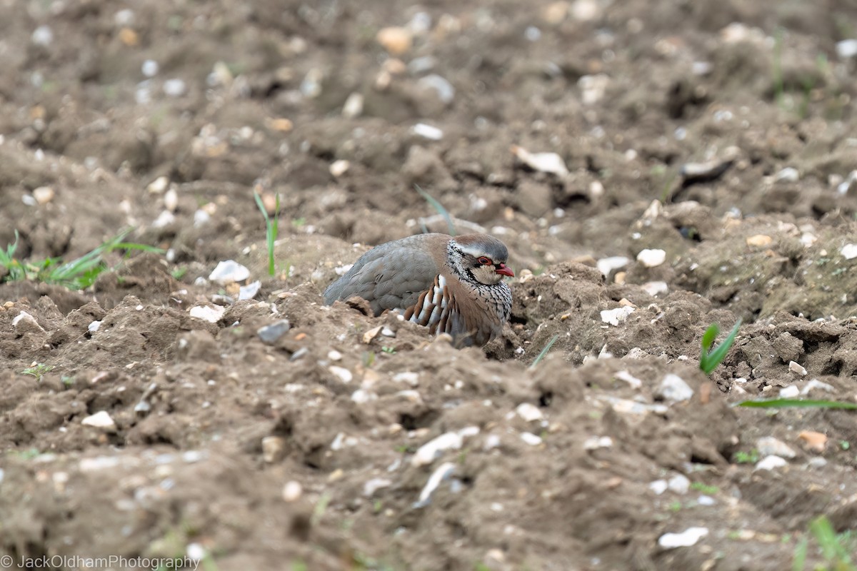 Red-legged Partridge - ML645773335