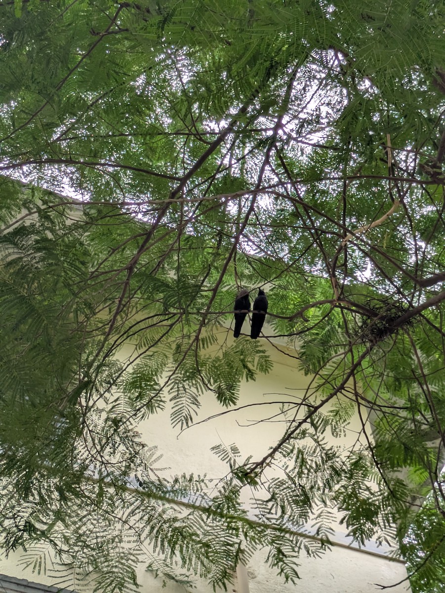 家烏鴉 - ML645773336