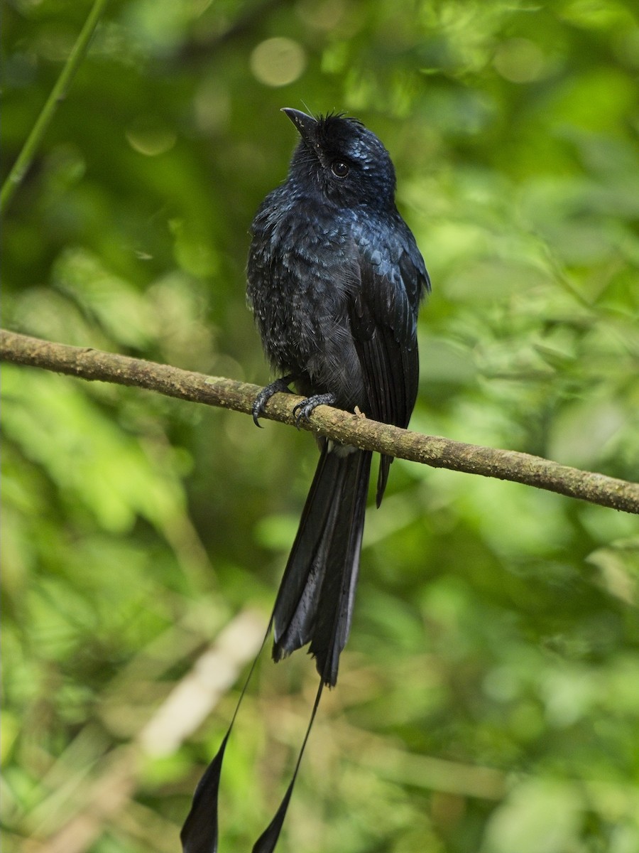 Greater Racket-tailed Drongo - ML645773337