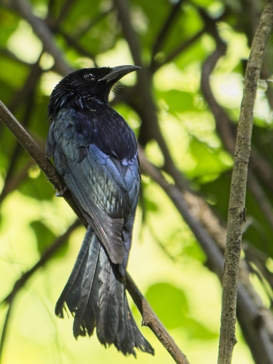 髮冠卷尾 - ML645773338