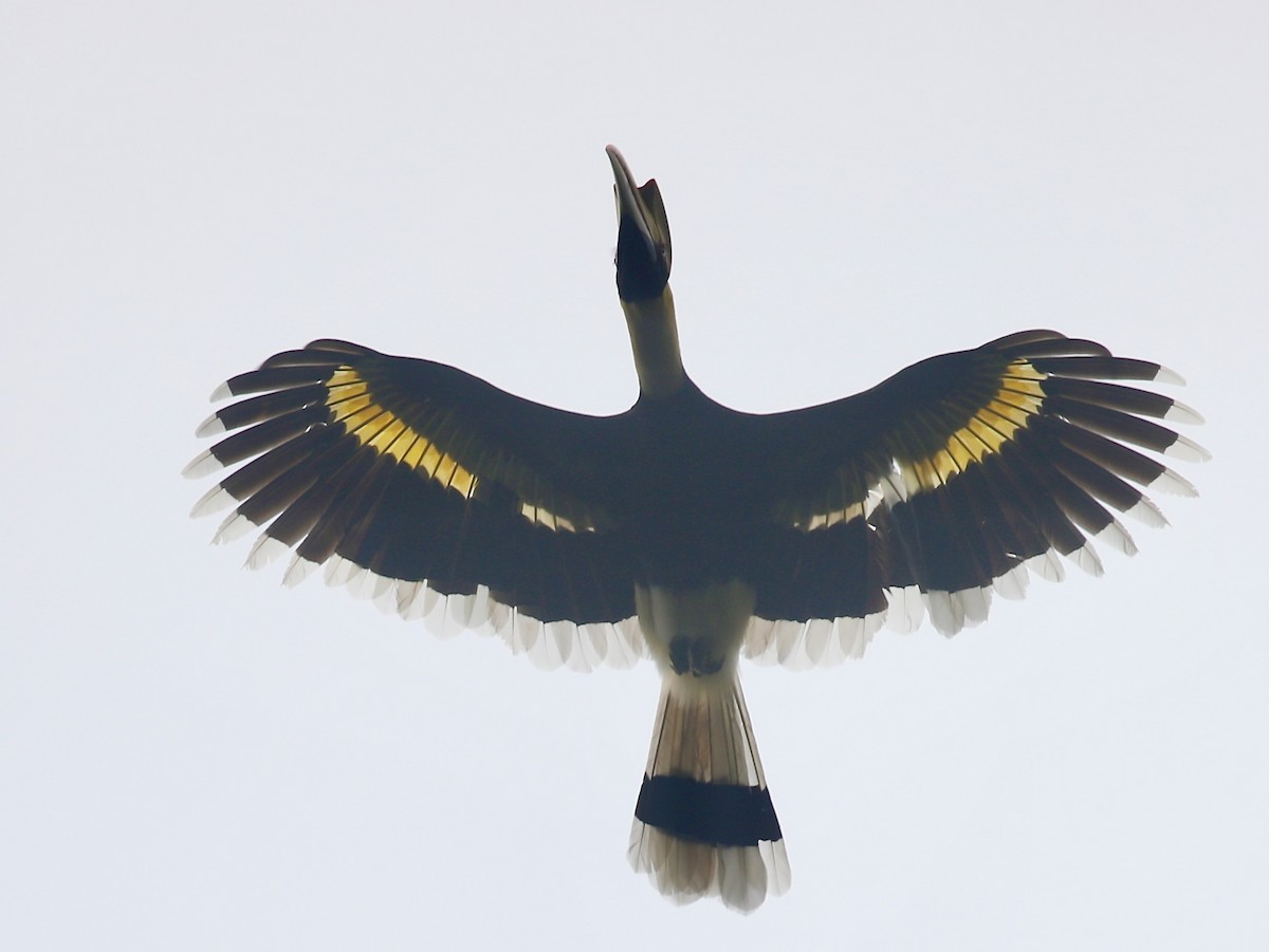 Great Hornbill - ML645773339