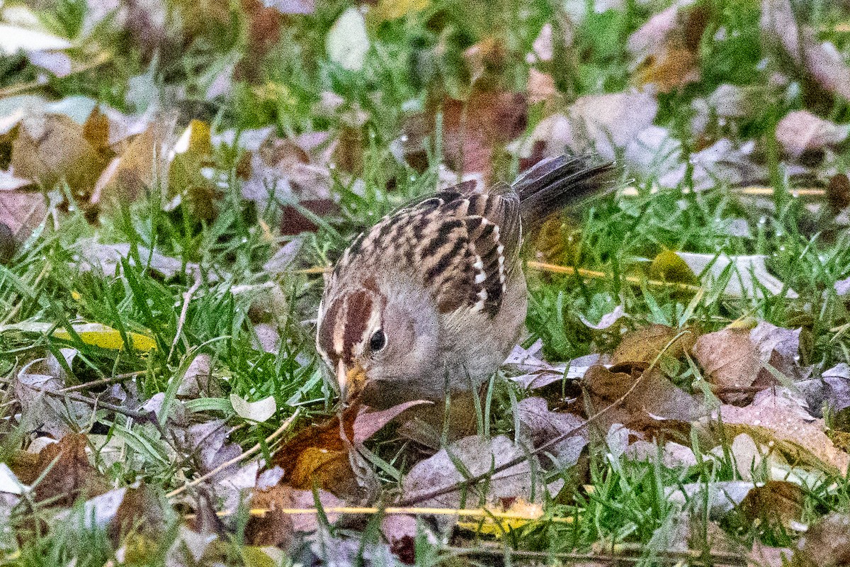 White-crowned Sparrow - ML645773341