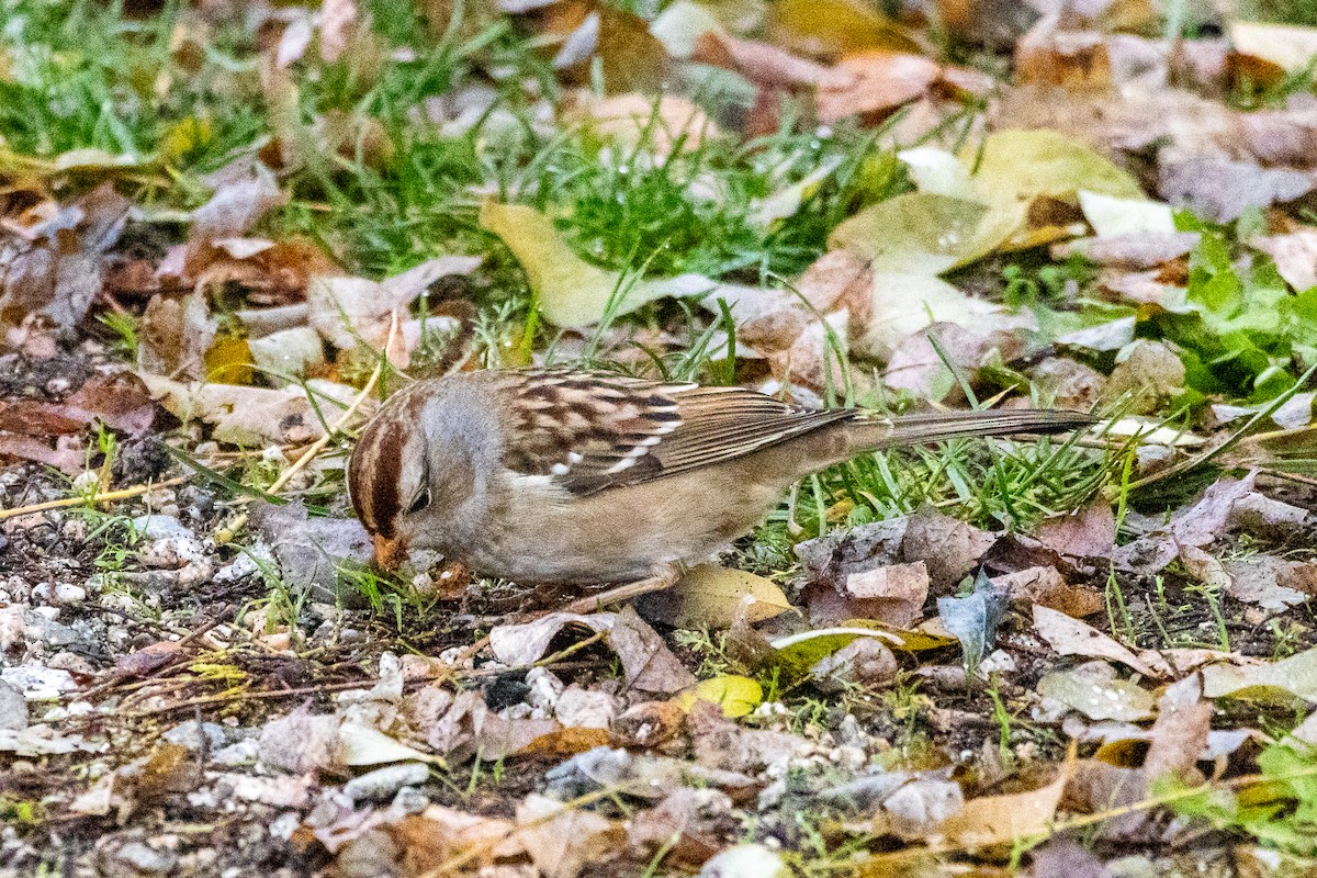 White-crowned Sparrow - ML645773342