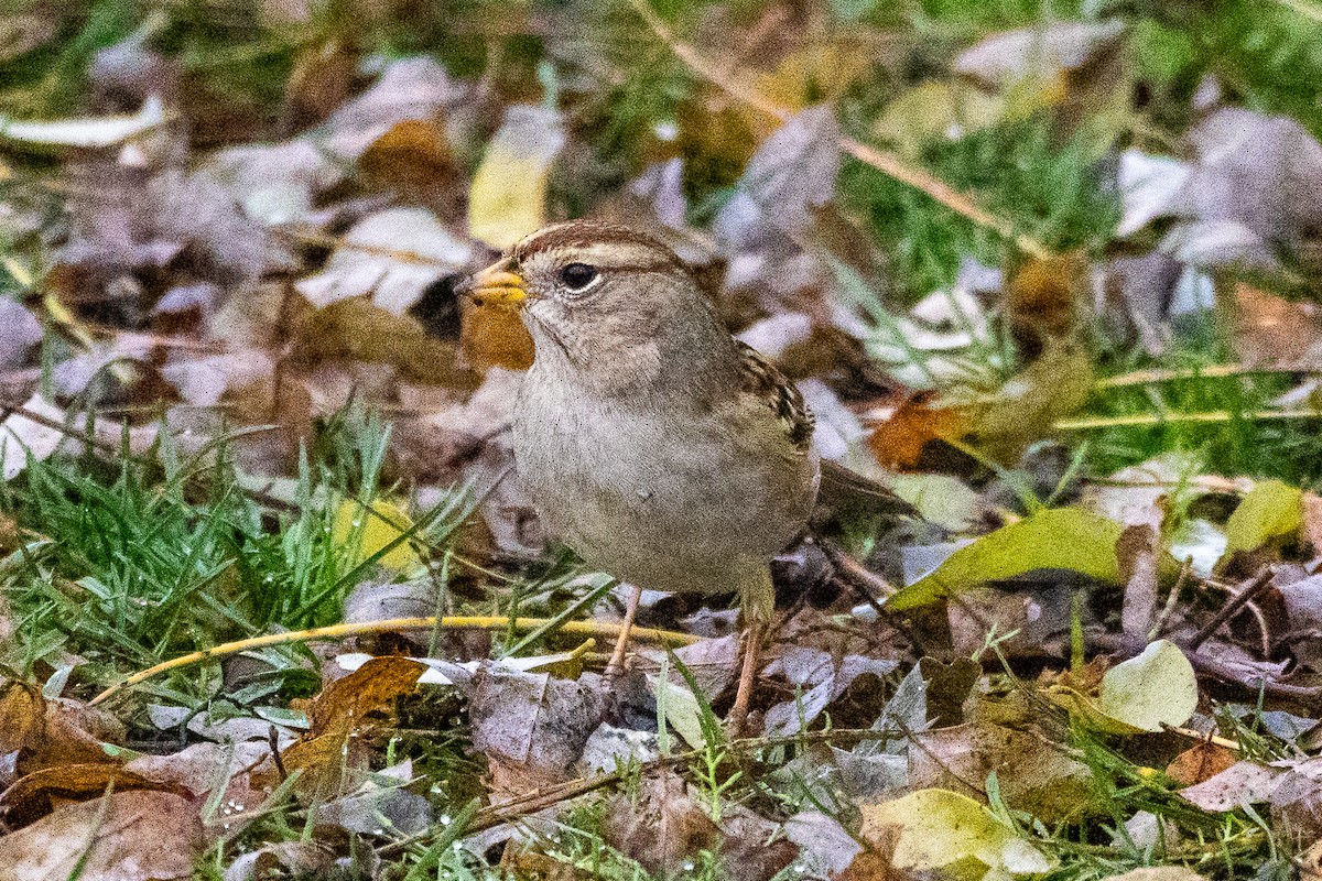 White-crowned Sparrow - ML645773344