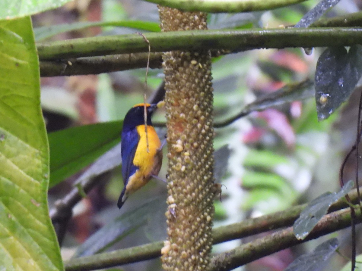 Orange-bellied Euphonia - ML645773345