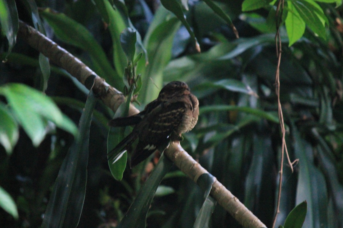 Large-tailed Nightjar - ML645773347