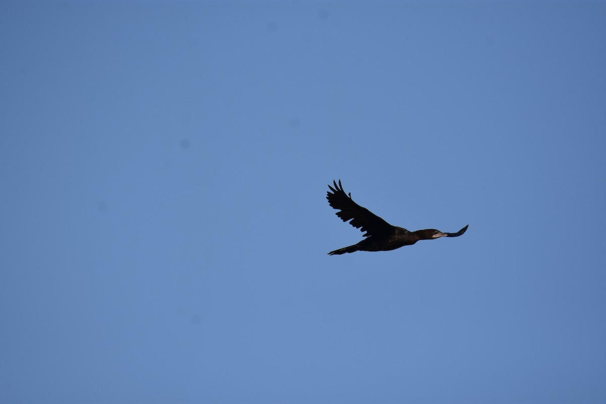 Pygmy Cormorant - ML645773350