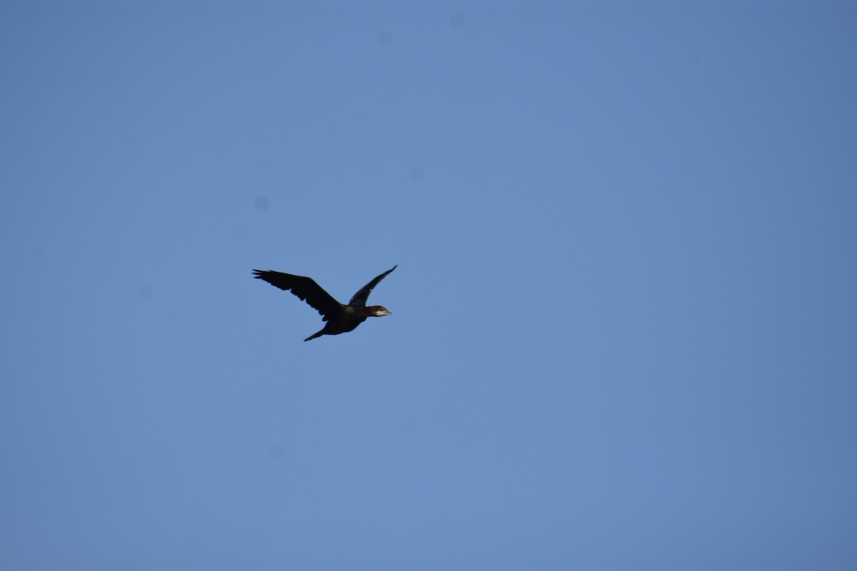 Pygmy Cormorant - ML645773351